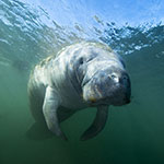 Florida Manatee in Crystal River sanctuary