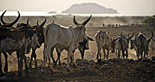 Afar. Ethiopia. Cattle move towards Lake Abhebad in Afar, Ethiopia.