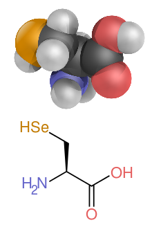 The structure of selenocysteine, this differs from the lead image by having the R group (the side chain) replaced by a carbon atom with two hydrogen and a selenium attached.