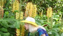 A woman in her garden smelling ginger lilies