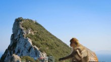 A macaque scratches itself, with the Rock of Gibraltar in the background