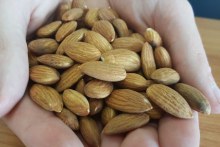 Australian almonds (ABC News: Isabel Dayman)