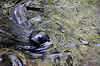 Seal pup playing in water