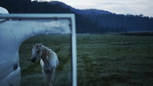 Commoners pay a small fee to run their horses and cattle on the land.