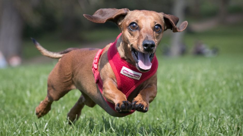 BATH, ENGLAND - APRIL 02: Scampi chases her ball as more than 100 dachshunds and their owners, members of the Sausage ...