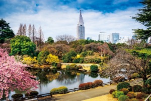 Shinjuku Gyoen Park near Keio Plaza Hotel.