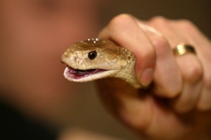 The man was bitten by a taipan in his lounge room.