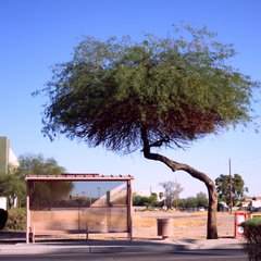 Bus stop in Phoenix, Ariz.