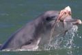 Bottlenose dolphin with an octopus wrapped around its head