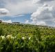 Canberra District Wine Week is on until April 9 with events both in the city and out at the vineyards.