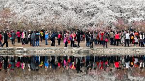 In this Wednesday, March 29, 2017 photo, visitors enjoy the cherry blossoms at the Yuyuantan Park during spring festival ...