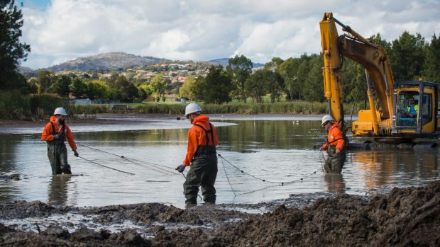 European carp being removed from Upper Stranger Pond on Wednesday.