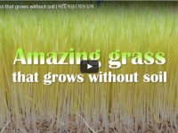 Amazing Grass That Grows Without Soil