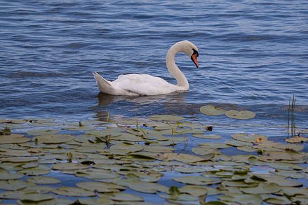 A swan in Lake Ohrid, near the village of Kališta, Macedonia