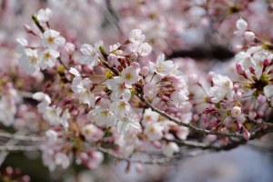 Cherry blossom branch (ABC: Yumi Asada)