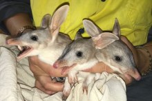 Bilby babies (Supplied: City of Ipswich)