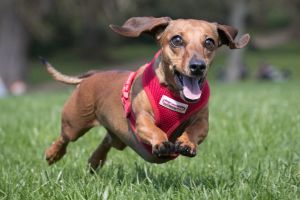 BATH, ENGLAND - APRIL 02: Scampi chases her ball as more than 100 dachshunds and their owners, members of the Sausage ...