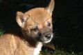 Sandy the purebred desert dingo, as a pup soon after her 2014 rescue, could help answer important questions of science ...