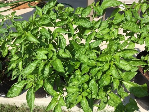 Grafted Pepper Plant - Bleeding Borg & Trinidad Scorpion CARDI