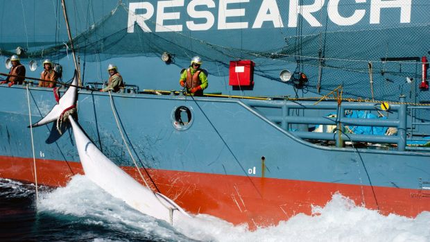 Japanese whalers with a minke whale alongside in the Antarctic in 2014