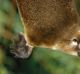 A hormone found in platypus venom could lead to new treatments for type 2 diabetes in humans.PHOTO Credit: Adelaide ...