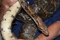 When snake catcher Barry Goldsmith saw the two-metre-long boa constrictor in a shed in Seaford, he "just picked her up, ...