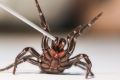 Funnel-web spiders have the potential to be crucial in the treatment of stroke patients.