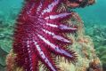 Crown-of-thorns starfish are decimating the Great Barrier Reef, and are removed by hand by divers.