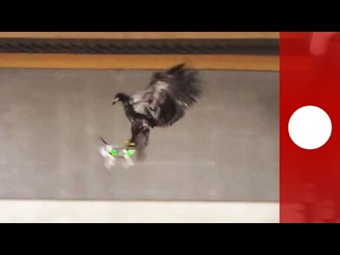 Police train birds of prey to catch ill-eagle drones, Netherlands