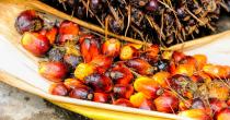 Palm oil seeds.