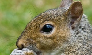 Grey-squirrel-portrait-007