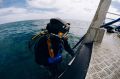 Scallop fisherman dives into Port Phillip Bay