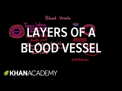 Layers of a blood vessel | Circulatory system physiology | NCLEX-RN | Khan Academy