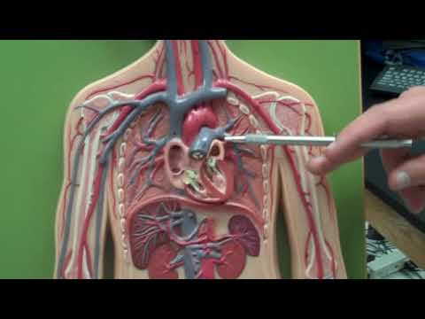 Human Blood Vessels Anatomy