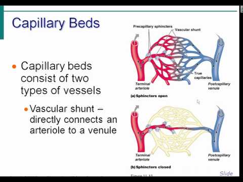 Blood Vessel Lecture