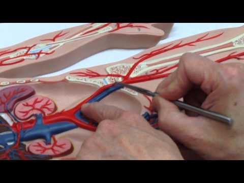 Anatomy and Physiology 232 Lab - Blood Vessel Practical