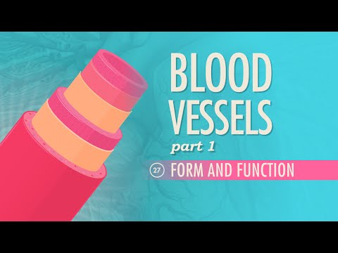 Blood Vessels, part 1 - Form and Function: Crash Course A&P #27