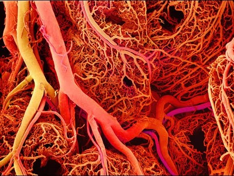 Anatomy and Physiology of Blood Vessels