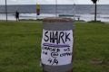 The shark, nicknamed Paul Gallen, has been seen five times off Sandshoes surf break in two weeks.