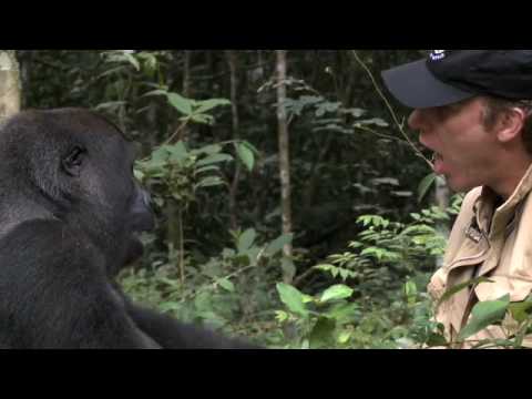 Gorilla Reunion: Damian Aspinall's Extraordinary Gorilla Encounter on Gorilla School