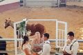 Zoe Watkins and Steven Corrie during their wedding ceremony at the Gracemere Saleyards.