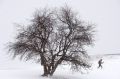 A cross country skier makes his way in Halifax, Canada.