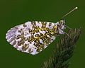 Anthocharis cardamines female MichaD.jpg