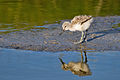 Pied Avocet chick.jpg