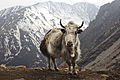 Bos grunniens at Letdar on Annapurna Circuit.jpg