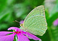 Catopsilia pyranthe male, Burdwan, West Bengal, India 14 09 2012.jpg