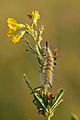 Gynaephora selenitica - kuu-villkäpa röövik sirplutsernil.jpg