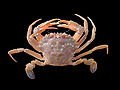 Liocarcinus depurator.jpg