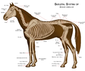 Horseanatomy.png