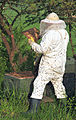 Beekeeper keeping bees.jpg